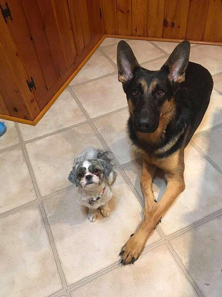 Bishop joined the competition — help win amazing prizes! canidae, carnivore, companion_dog, dog, dog_breed, fawn, floor, flooring, guard_dog, hardwood, mammal, paw, snout, sporting_group, tile, tile_flooring, vertebrate, wood, wood_stain, working_animal