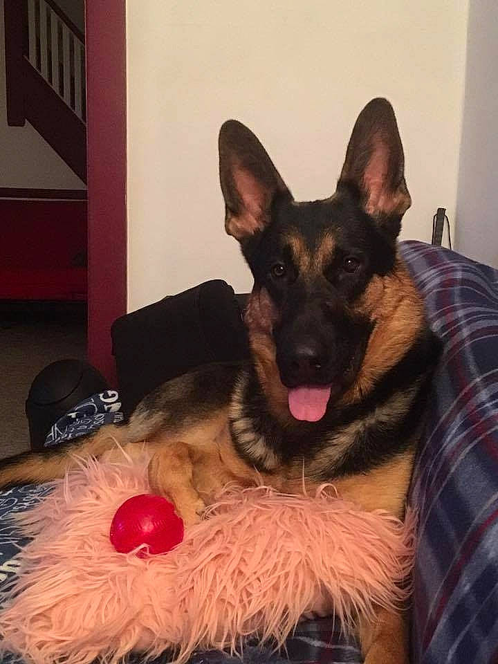 Bishop joined the competition — help win amazing prizes! brown, canidae, carnivore, costume_accessory, dog, dog_breed, dog_supply, fawn, fur, german_shepherd_dog, guard_dog, jaw, plaid, snout, sporting_group, tartan, tongue, tooth, toy, working_animal