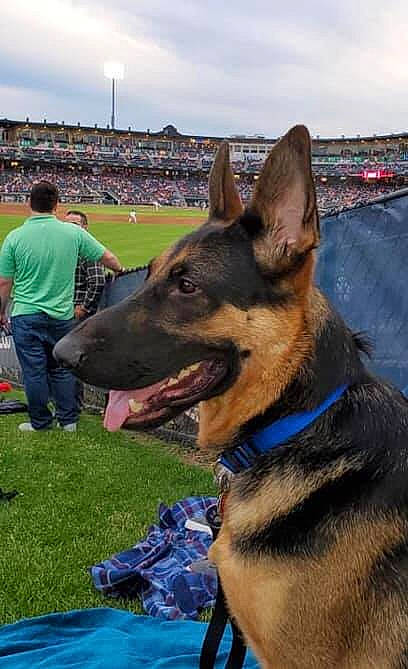 Bishop joined the competition — help win amazing prizes! canidae, carnivore, collar, dog, dog_breed, east_european_shepherd, german_shepherd_dog, guard_dog, herding_dog, jaw, king_shepherd, law_enforcement, mammal, old_german_shepherd_dog, police_dog, snout, sporting_group, stadium, vertebrate, working_dog