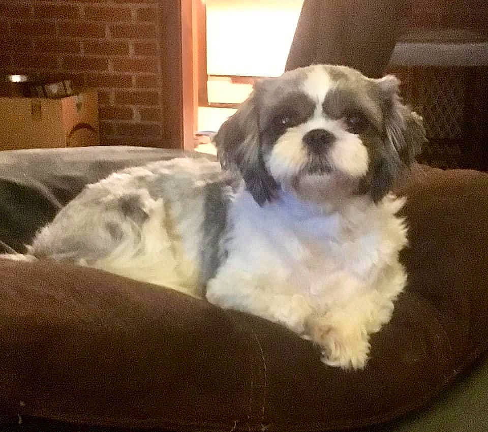 Sushi is registered to the contest to win money with this photo: brown, canidae, carnivore, companion_dog, dog, dog_breed, fur, home, liver, mal_shi, maltepoo, pekapoo, puppy, shih_poo, shih_tzu, snout, sporting_group, toy_dog, vertebrate, working_animal