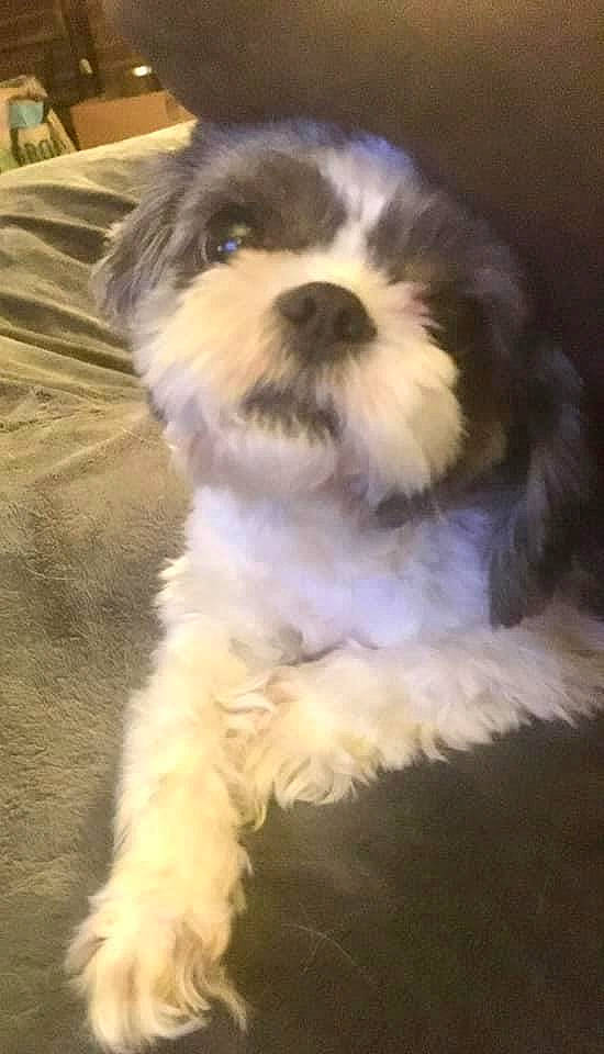 Sushi joined the competition — help win amazing prizes! bed, biewer_terrier, canidae, carnivore, cavachon, companion_dog, dog, dog_breed, linens, mal_shi, maltepoo, puppy, small_terrier, snout, sporting_group, terrier, toy_dog, vertebrate, working_animal, working_dog