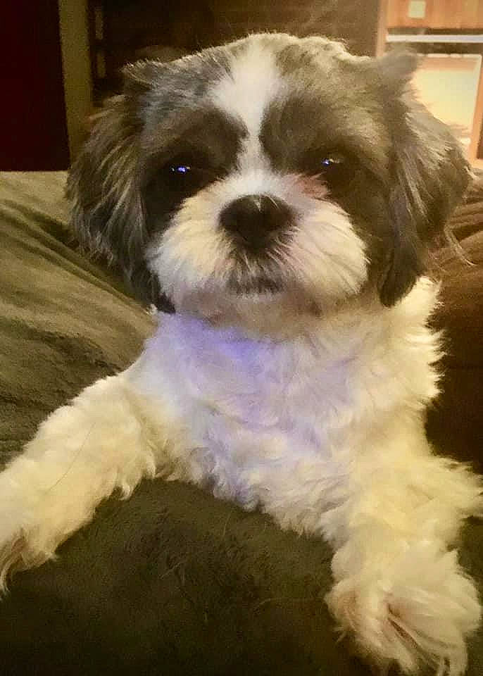 Sushi joined the competition — help win amazing prizes! canidae, carnivore, cavachon, companion_dog, dog, dog_breed, fur, mal_shi, maltepoo, puppy, shih_poo, small_terrier, snout, sporting_group, terrier, toy_dog, working_animal, working_dog