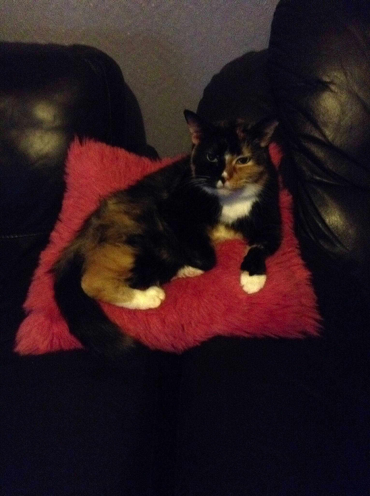 Sheba