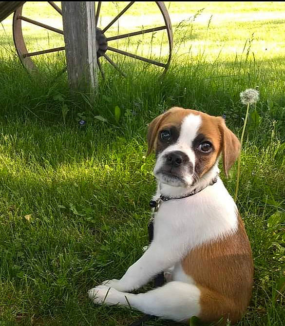 Beavis joined the competition — help win amazing prizes! bicycle_tire, bicycle_wheel, bulldog, canidae, carnivore, collar, companion_dog, dog, dog_breed, dog_collar, fawn, grass, plant, snout, sporting_group, tire, tree, wheel, whiskers, working_animal