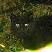 Kitty participe au concours pour gagner de l'argent avec cette photo :