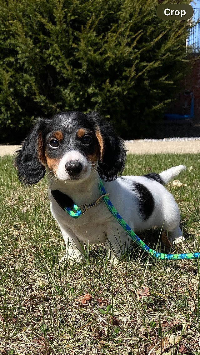 Oliver is registered to the contest to win money with this photo: canidae, carnivore, companion_dog, dog, dog_breed, dog_supply, formal_wear, grass, gun_dog, plant, snout, spaniel, sporting_group, terrestrial_animal, tree, whiskers, working_animal, working_dog