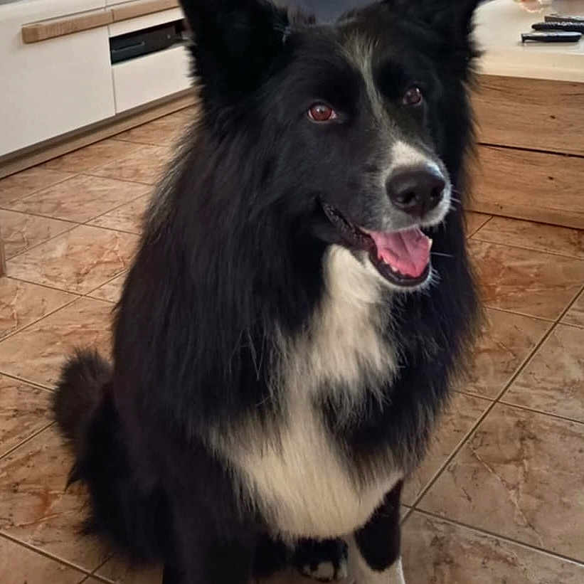 Maud Lecaillon participe au concours pour gagner de l'argent avec cette photo : black_and_white, canine, companion, couch, dog, domestic_animal, ears, front_paws, fur, furniture, happy, indoors, living_room, mouth_open, pet, sitting, smiling, television, tile_floor, tongue
