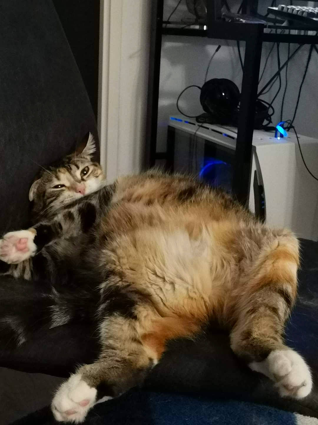 Kitkat a rejoint le concours — aidez-le/la à gagner de superbes lots ! carnivore, cat, claw, comfort, companion_dog, dog_breed, domestic_short_haired_cat, fawn, felidae, fur, lap, metal, nap, paw, room, small_to_medium_sized_cats, snout, tail, terrestrial_animal, whiskers