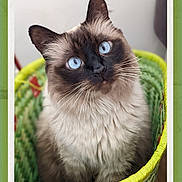 Loucas a rejoint le concours — aidez-le/la à gagner de superbes lots ! animal, basket, blue_eyes, cat, closeup, curious, cute, domestic_cat, feline, fluffy, green, indoor, looking_up, pet, portrait, siamese_cat, sitting, soft_fur, whiskers, woven_basket