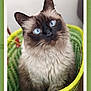 animal, basket, blue_eyes, cat, closeup, curious, cute, domestic_cat, feline, fluffy, green, indoor, looking_up, pet, portrait, siamese_cat, sitting, soft_fur, whiskers, woven_basket