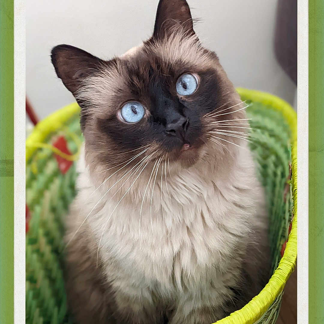 Loucas a rejoint le concours — aidez-le/la à gagner de superbes lots ! animal, basket, blue_eyes, cat, closeup, curious, cute, domestic_cat, feline, fluffy, green, indoor, looking_up, pet, portrait, siamese_cat, sitting, soft_fur, whiskers, woven_basket