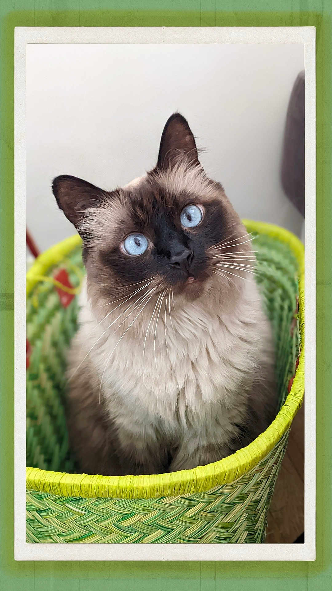 Loucas a rejoint le concours — aidez-le/la à gagner de superbes lots ! animal, basket, blue_eyes, cat, closeup, curious, cute, domestic_cat, feline, fluffy, green, indoor, looking_up, pet, portrait, siamese_cat, sitting, soft_fur, whiskers, woven_basket