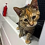 Pebbles is registered to the contest to win money with this photo: cat, kitten, tabby, feline, whiskers, bathtub, bathroom, shampoo_bottle, paws, ears, close_up, portrait, curious, indoor, pet, orange_tabby, fur, staring, tub_rim, young
