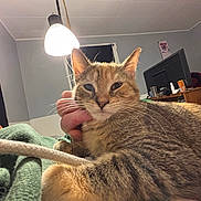 Pebbles joined the competition — help win amazing prizes! cat, tabby_cat, pet, feline, whiskers, fur, hand, human_hand, lamp, indoor, bedroom, blanket, couch, television, desk, curtain, window, cozy, portrait, close_up