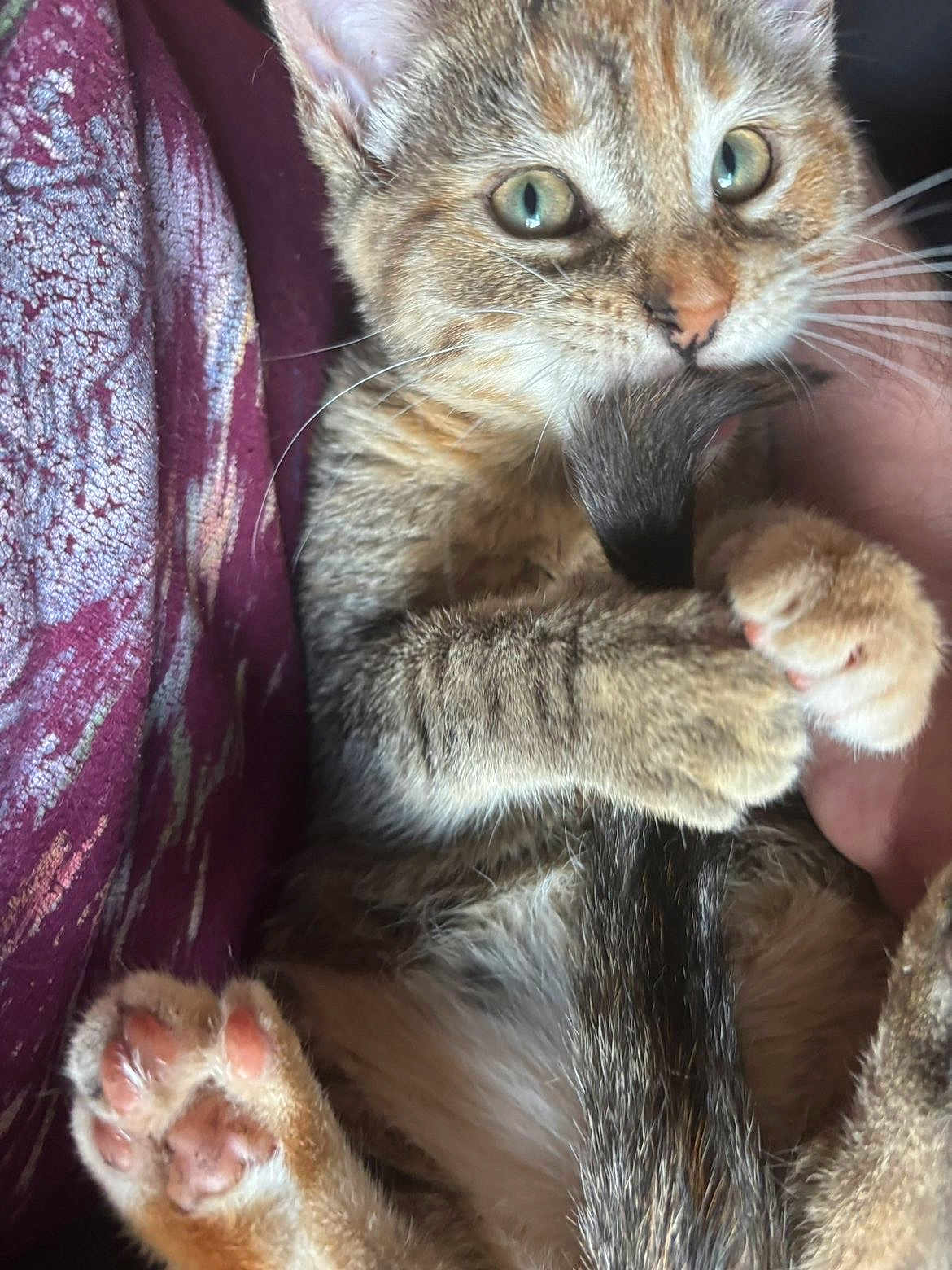 Pebbles is registered to the contest to win money with this photo: cat, kitten, tabby, paw, paws, tail, whiskers, fur, green_eyes, close_up, pet, indoor, blanket, human_hand, cute, playful, clutching, belly, portrait, relaxed