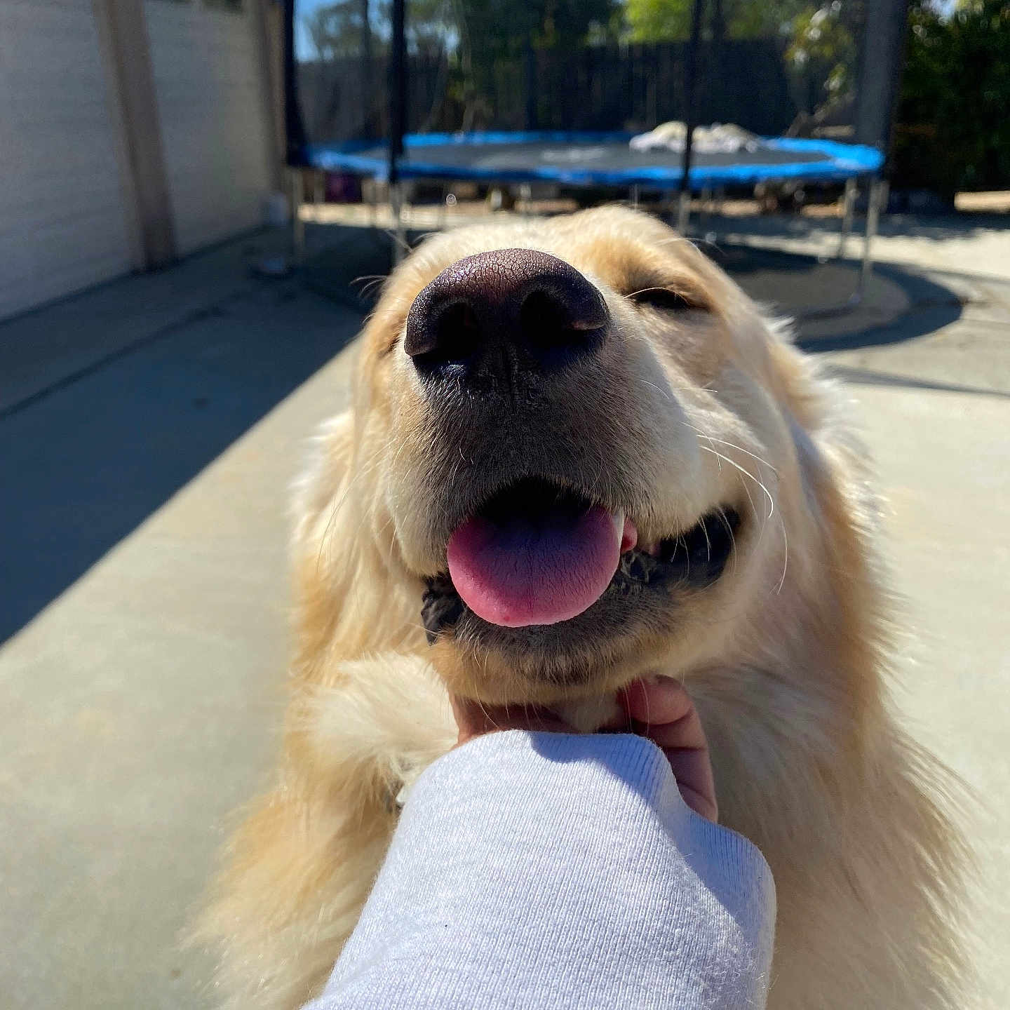 Einstein joined the competition — help win amazing prizes! animal, backyard, canine, close_up, concrete, daylight, dog, fur, garage, golden_retriever, happy, outdoor, person_hand, pet, playful, smiling_dog, sunlight, tongue_out, trampoline, white_sleeve
