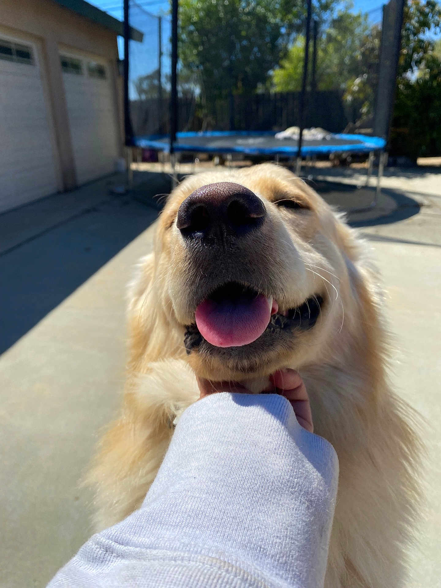 Einstein joined the competition — help win amazing prizes! dog, golden_retriever, tongue_out, close_up, pet, happy, outdoor, trampoline, sunlight, person_hand, white_sleeve, concrete, garage, smiling_dog, canine, fur, animal, daylight, backyard, playful