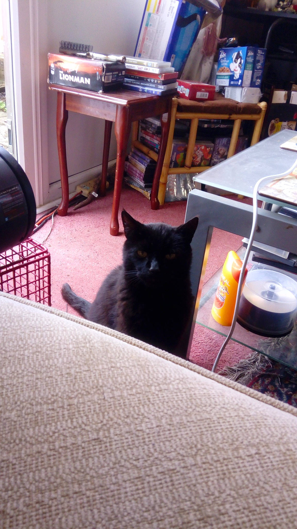 Ellis joined the competition — help win amazing prizes! black_cat, carnivore, cat, chair, desk, domestic_short_haired_cat, felidae, floor, flooring, grey, hardwood, mammal, plant, small_to_medium_sized_cats, table, tail, tints_and_shades, vertebrate, whiskers, wood