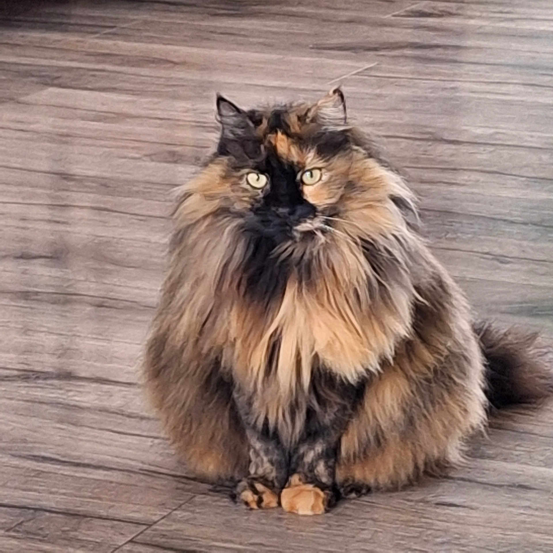 Hinano participe au concours pour gagner de l'argent avec cette photo : abyssinian, angora, animal, art, brasssection, cat, clothing, fur, hardwood, horn, kitten, manx, musicalinstrument, painting, pet, photography, plywood, siamese, snout, wood