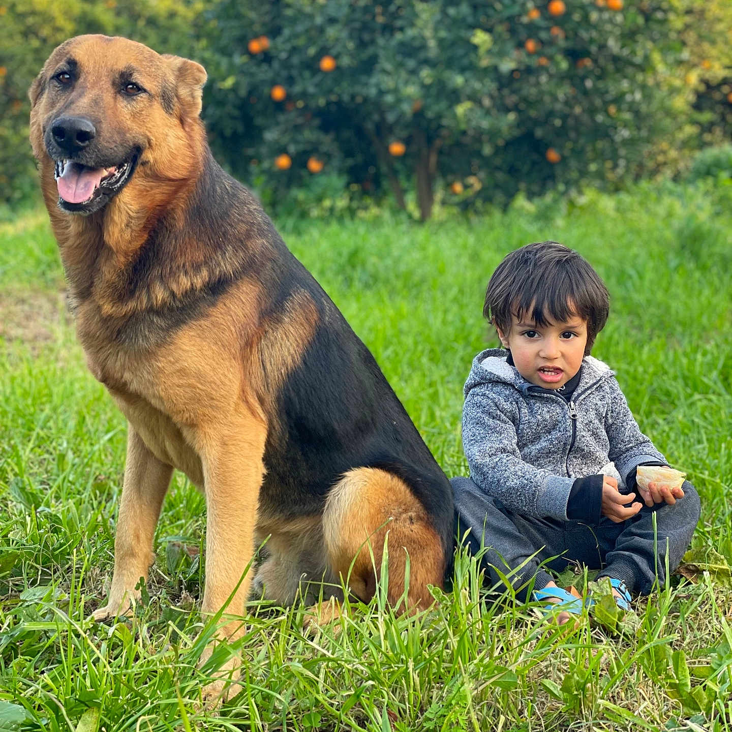 Same participe au concours pour gagner de l'argent avec cette photo : animal, boy, canine, child, clothing, dog, face, grass, head, male, nature, outdoors, pants, park, person, pet, photography, plant, portrait, sitting