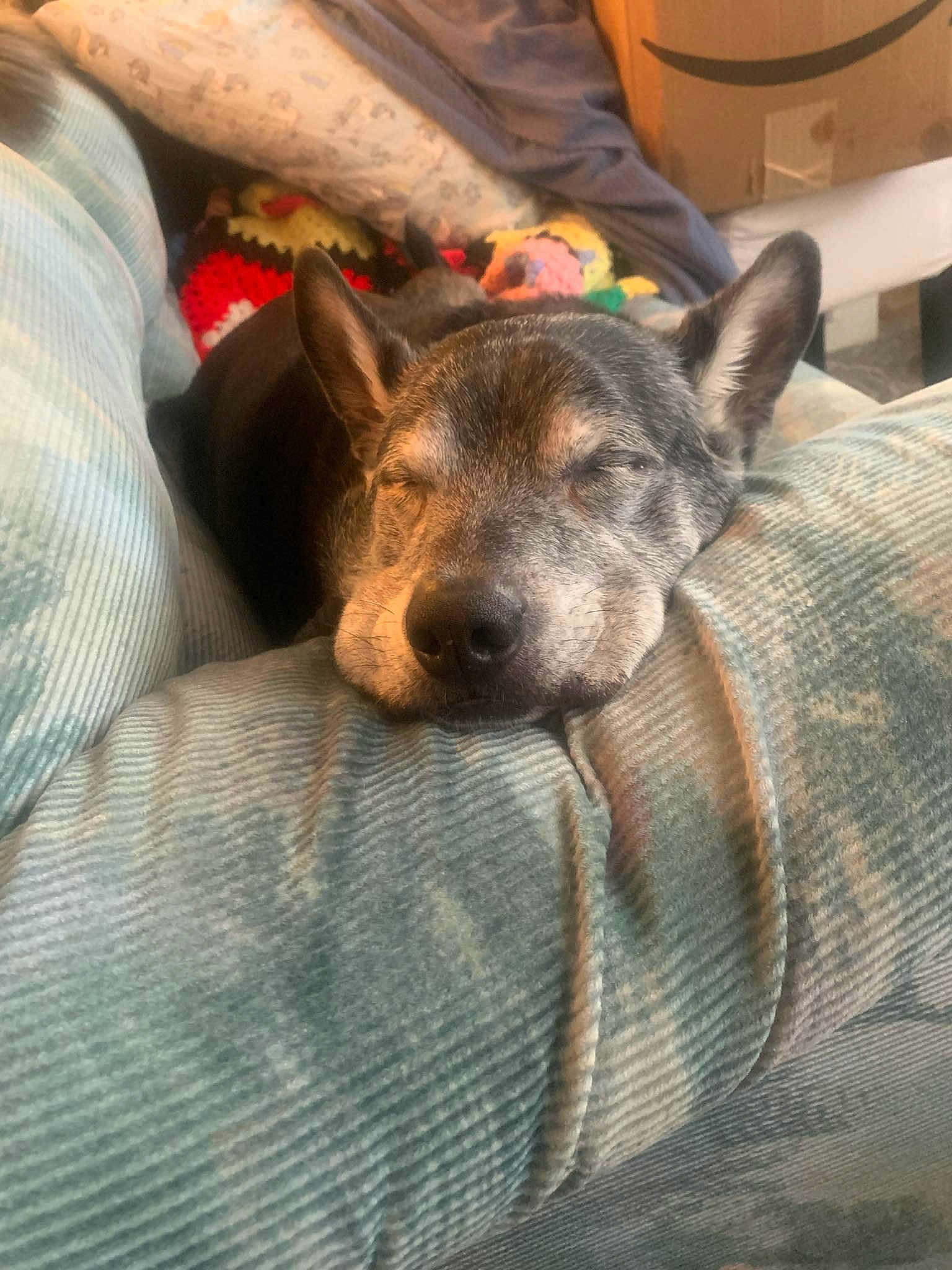 Scout