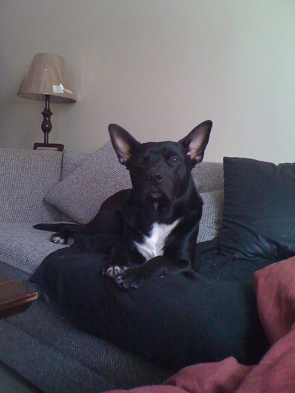 Scout joined the competition — help win amazing prizes! bed, canidae, carnivore, comfort, companion_dog, couch, dog, dog_breed, fawn, grey, lamp, lampshade, linens, non_sporting_group, room, sporting_group, tail, terrestrial_animal, whiskers, working_animal