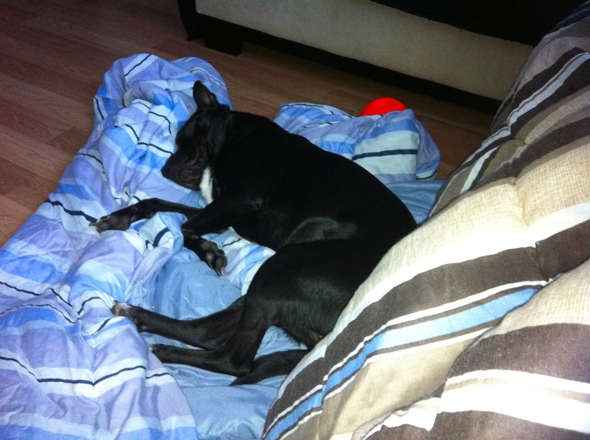 Scout joined the competition — help win amazing prizes! bed, canidae, carnivore, comfort, companion_dog, dog, dog_breed, electric_blue, felidae, fur, grey, linens, nap, room, small_to_medium_sized_cats, sporting_group, tail, whiskers, working_animal