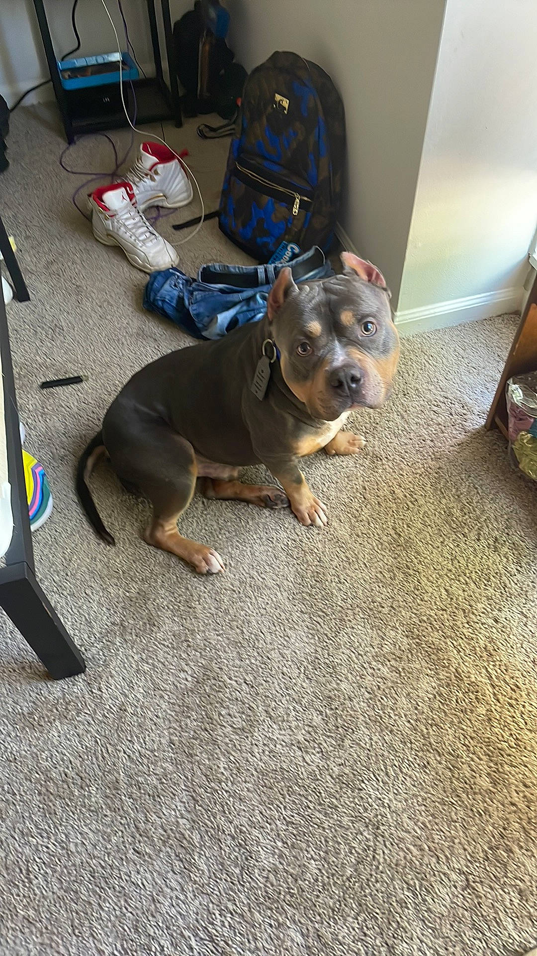 Kane is registered to the contest to win money with this photo: canidae, carnivore, collar, companion_dog, dog, dog_breed, dog_collar, fawn, flooring, guard_dog, leash, non_sporting_group, paw, pet_supply, snout, sporting_group, tail, toy_dog, working_animal, working_dog