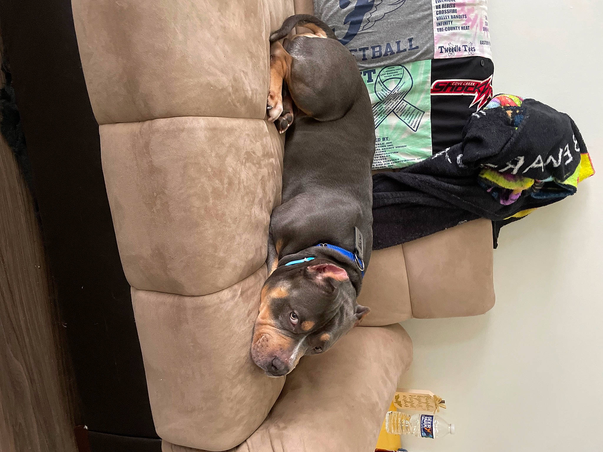 Kane is registered to the contest to win money with this photo: canidae, carnivore, collar, comfort, companion_dog, dog, dog_breed, dog_collar, dog_supply, fawn, fur, human_leg, knee, leash, liver, pet_supply, snout, sporting_group, thigh, working_animal