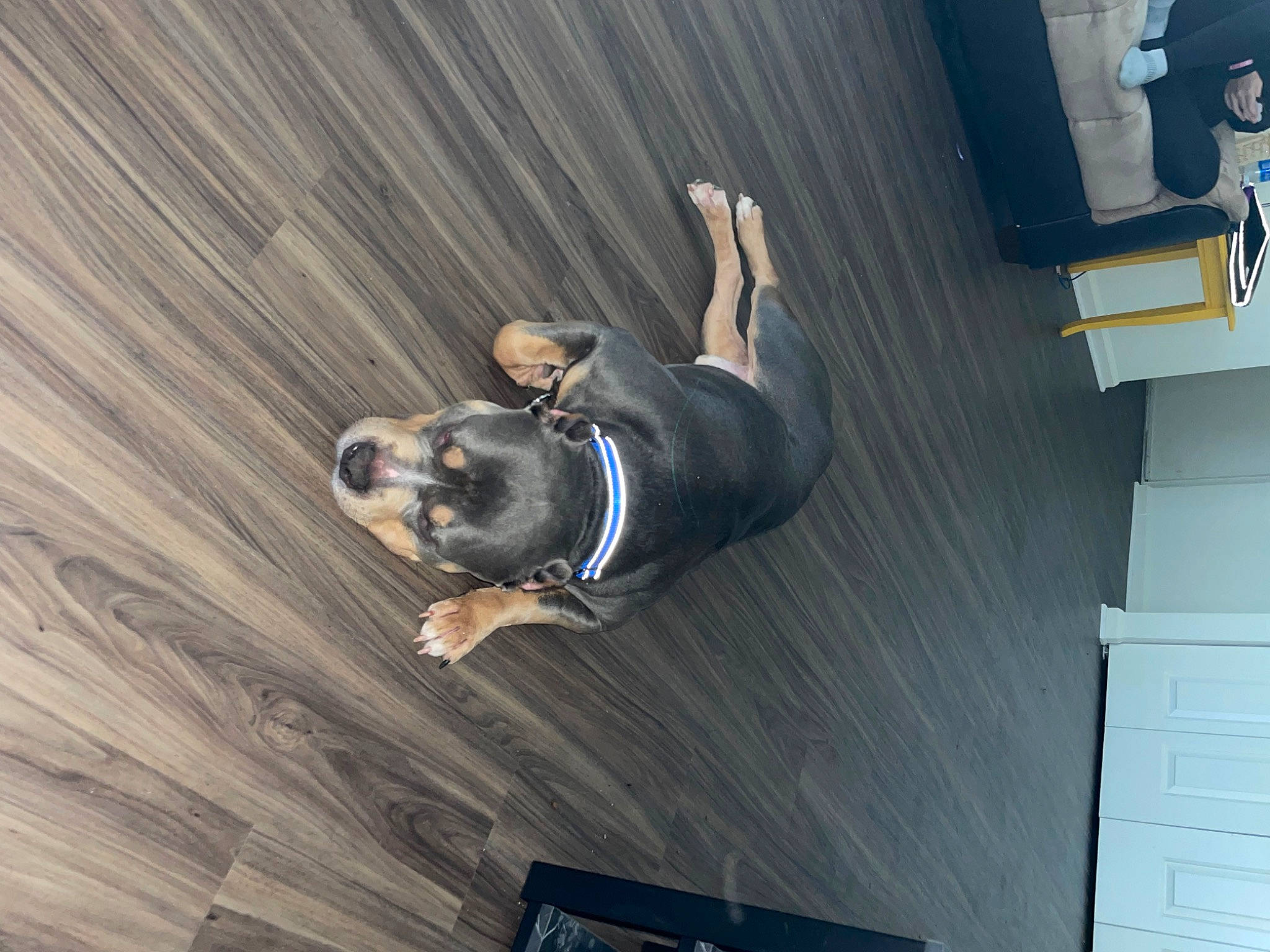 Kane joined the competition — help win amazing prizes! canidae, carnivore, companion_dog, dog, dog_breed, floor, flooring, hardwood, laminate_flooring, non_sporting_group, sporting_group, wood, wood_flooring