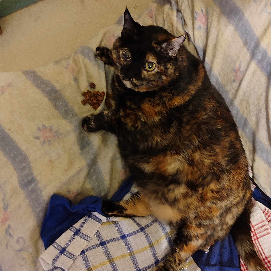 Pépette participe au concours pour gagner de l'argent avec cette photo : animal, blanket, cat, couch, cozy, curious, door, fabric, feline, floor, fur, home, indoor, kibble, pattern, pet, resting, tortoiseshell, towel, wide_eyes