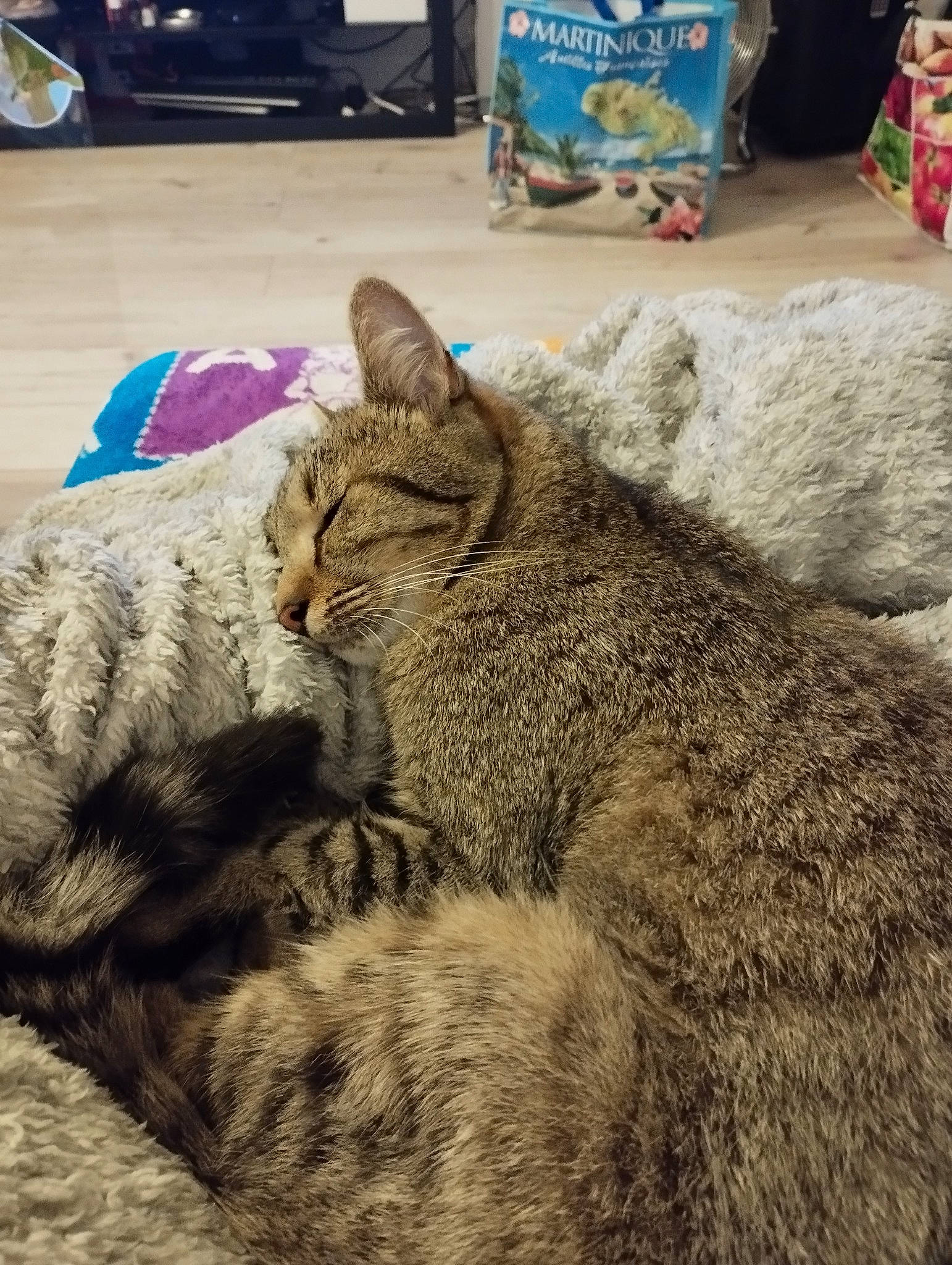 Gomette a rejoint le concours — aidez-le/la à gagner de superbes lots ! cat, claw, comfort, domestic_short_haired_cat, felidae, flooring, fur, nap, paw, small_to_medium_sized_cats, snout, tail, terrestrial_animal, tire, whiskers