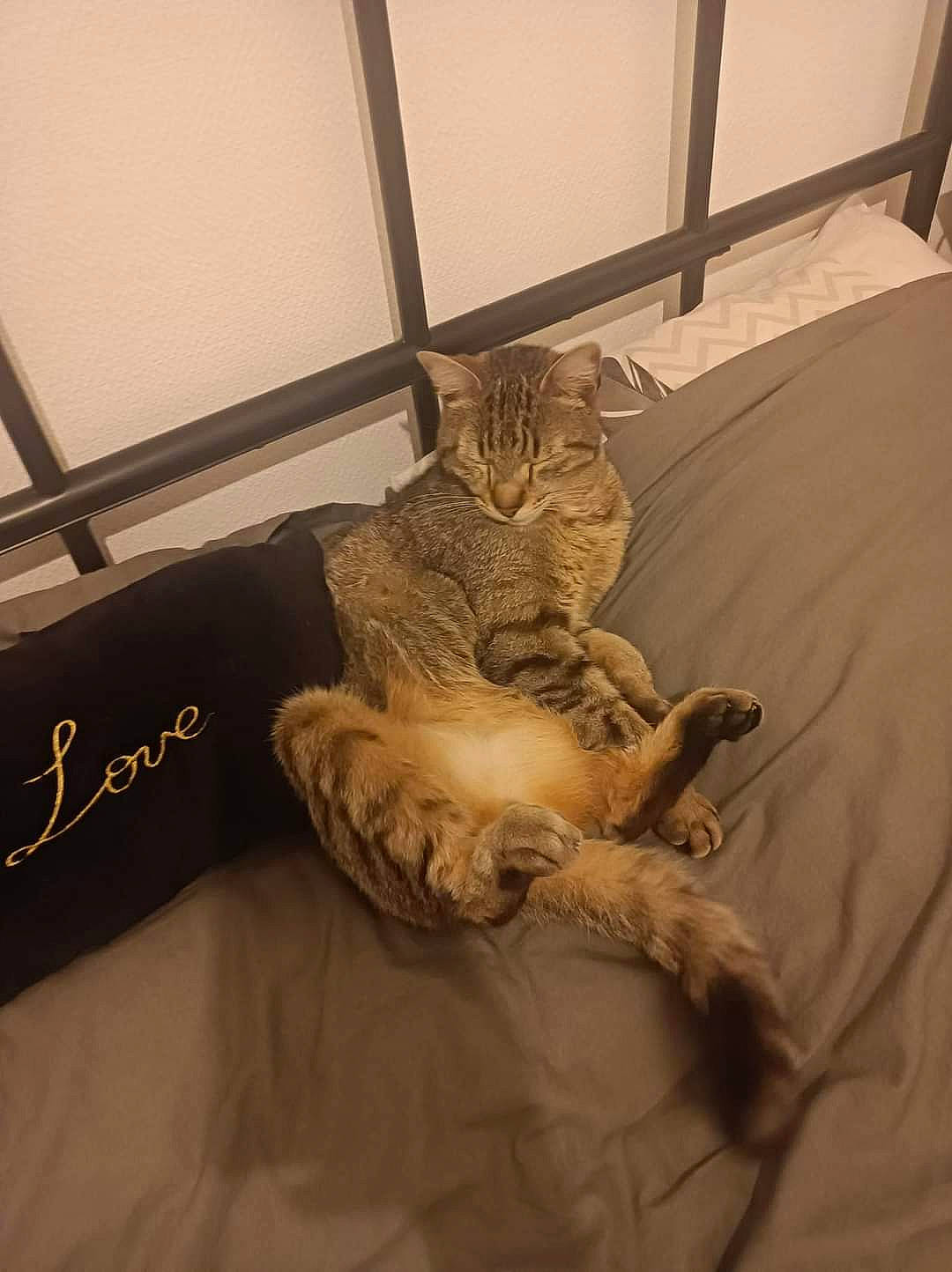 Gomette participe au concours pour gagner de l'argent avec cette photo : bed, bedding, bedroom, brown, carnivore, cat, comfort, domestic_short_haired_cat, felidae, flooring, fur, grey, hardwood, linens, room, small_to_medium_sized_cats, tail, textile, whiskers, wood