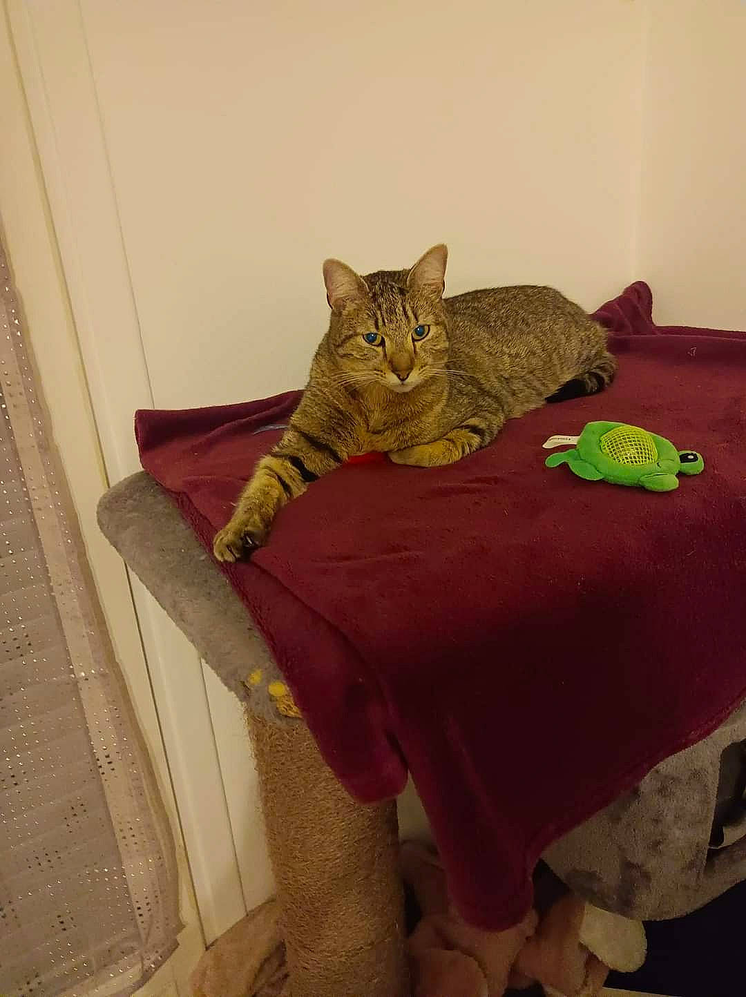 Gomette participe au concours pour gagner de l'argent avec cette photo : bed, bedding, carnivore, cat, comfort, domestic_short_haired_cat, felidae, floor, flooring, fur, linens, pattern, room, small_to_medium_sized_cats, tail, terrestrial_animal, textile, toy, whiskers, wood