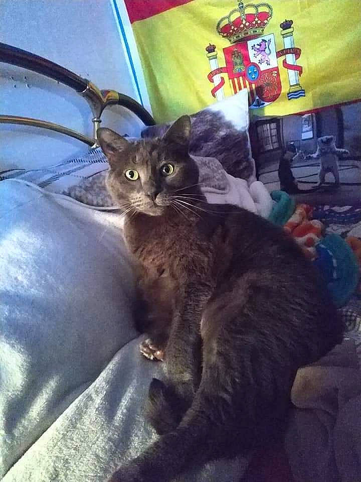 Ibis a rejoint le concours — aidez-le/la à gagner de superbes lots ! black_cat, carnivore, cat, claw, comfort, domestic_short_haired_cat, electric_blue, fashion_accessory, felidae, fur, metal, paw, plant, sitting, small_to_medium_sized_cats, square, tail, whiskers