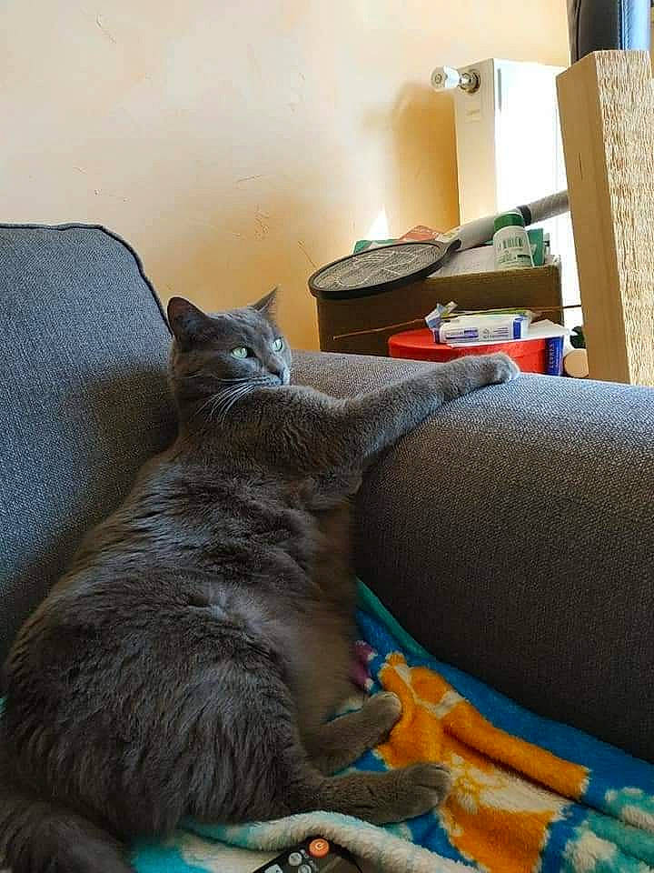 Ibis a rejoint le concours — aidez-le/la à gagner de superbes lots ! black_cat, carnivore, cat, comfort, couch, domestic_short_haired_cat, felidae, flooring, fur, grey, hardwood, linens, living_room, nap, room, small_to_medium_sized_cats, studio_couch, tail, whiskers, wood