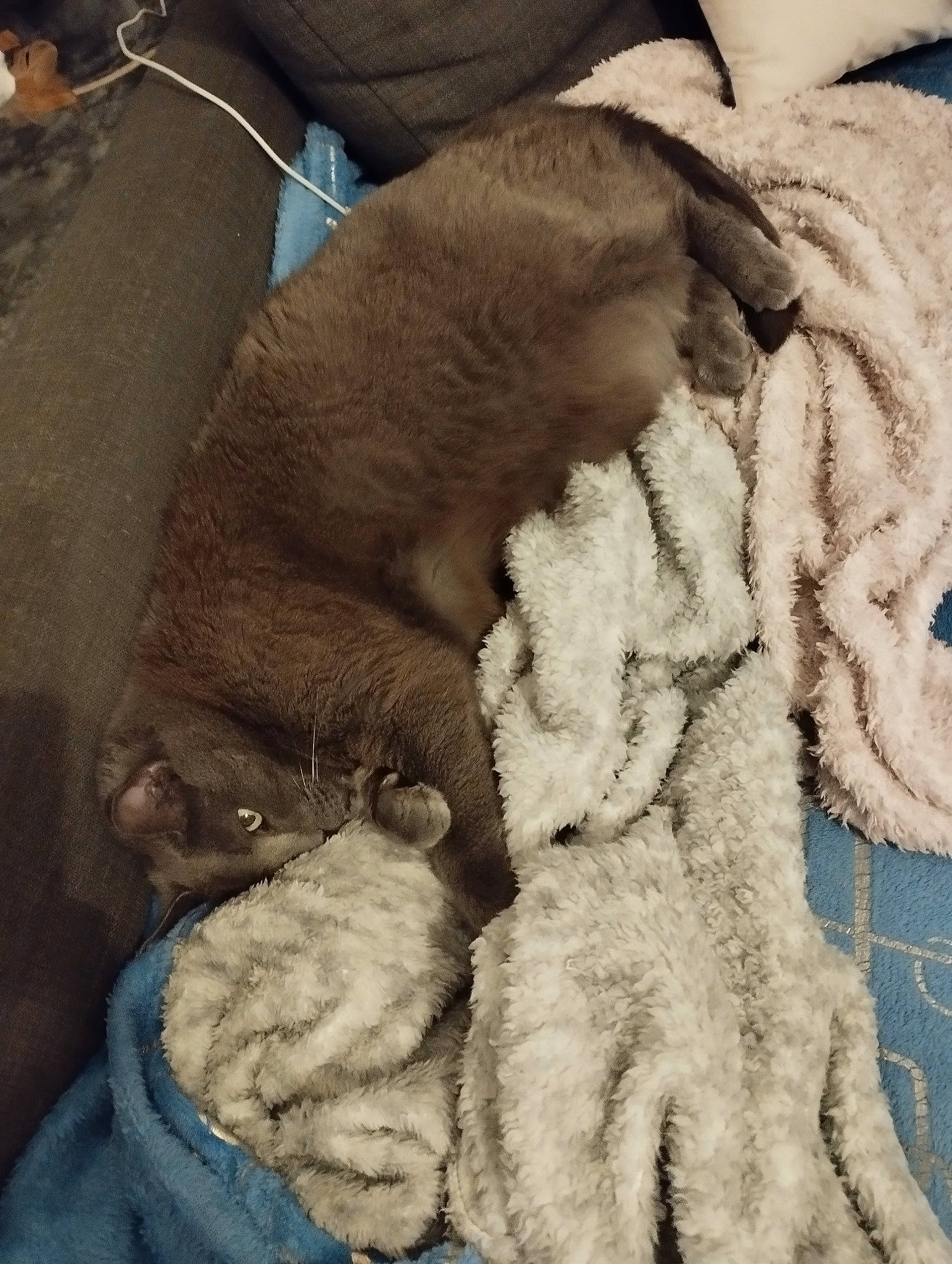 Ibis participe au concours pour gagner de l'argent avec cette photo : canidae, cap, comfort, companion_dog, dog, dog_breed, fawn, fur, fur_clothing, linens, liver, plush, snout, sporting_group, stuffed_toy, toy, wool, woolen, working_animal, wrinkle