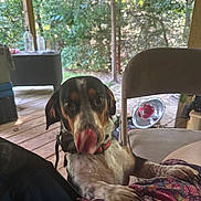Otis is registered to the contest to win money with this photo: dog, tongue, licking, outdoor, porch, wooden_floor, chair, table, greenery, trees, collar, pet, animal, playful, paw, patterned_cloth, daylight, household_items, relaxed, background_blur