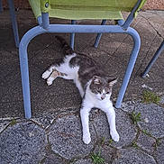 Serise participe au concours pour gagner de l'argent avec cette photo : animal, calm, cat, chair, domestic_animal, fur, gray, green, legs, nature, outdoor, pavement, pet, quiet, relaxed, resting, side_view, stone, sunlight, white