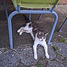 animal, calm, cat, chair, domestic_animal, fur, gray, green, legs, nature, outdoor, pavement, pet, quiet, relaxed, resting, side_view, stone, sunlight, white