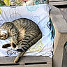 animal, cat, chair, comfortable, cozy, cushion, domestic_cat, feline, nap, natural_light, outdoor, patterned_cloth, peaceful, pet, relaxing, resting, sleeping, striped, tabby, wooden_deck