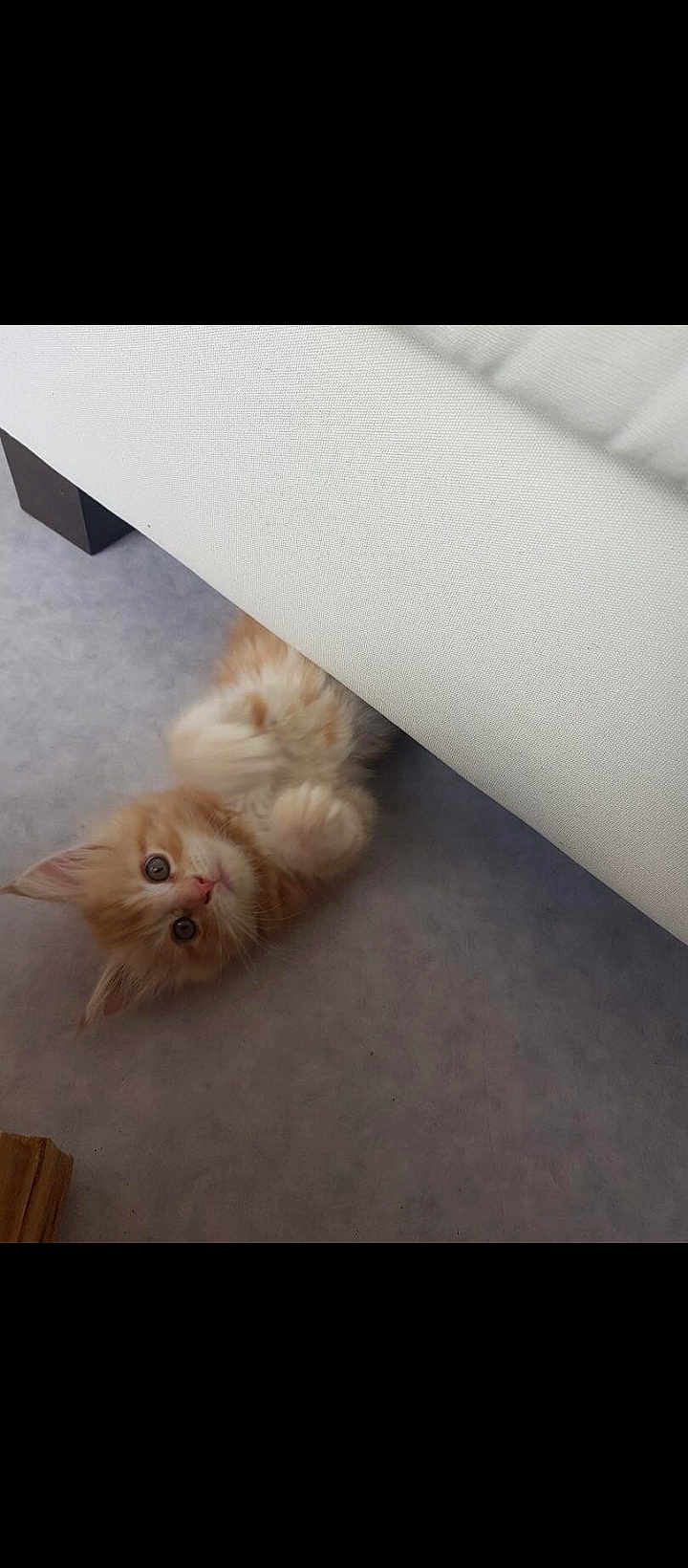 Touschuss participe au concours pour gagner de l'argent avec cette photo : kitten, cat, orange_cat, pet, fur, paw, whiskers, wide_eyes, curious, playful, indoor, floor, sofa, couch, furniture, small_animal, cute, adorable, domestic_animal, hiding