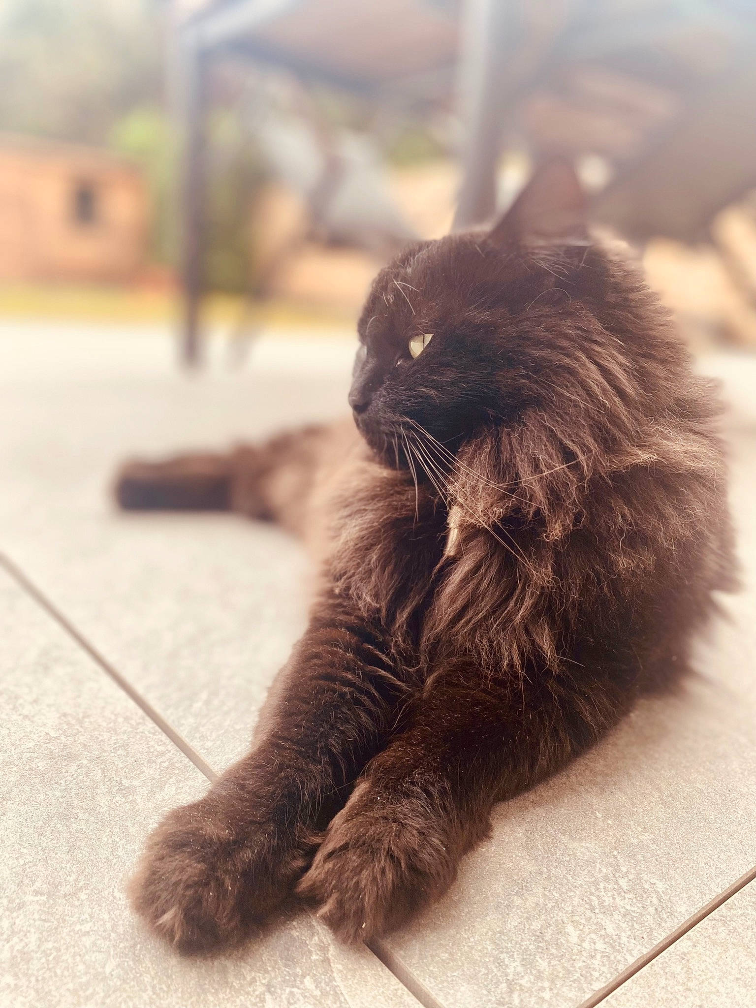 Moka a rejoint le concours — aidez-le/la à gagner de superbes lots ! carnivore, cat, claw, fawn, felidae, flooring, foot, fur, grass, grey, human_leg, paw, road_surface, small_to_medium_sized_cats, snout, tail, terrestrial_animal, tints_and_shades, whiskers, wood