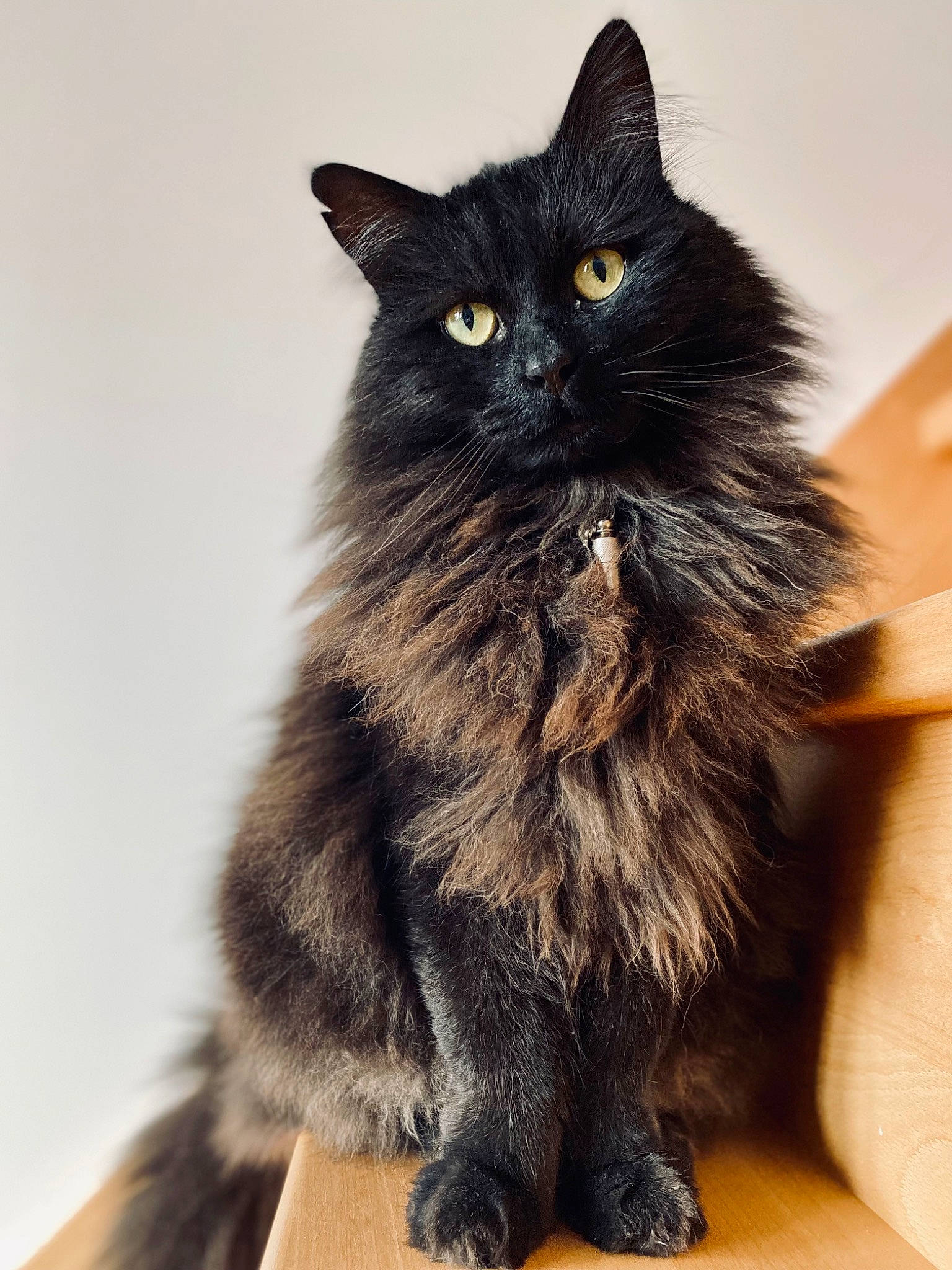 Moka a rejoint le concours — aidez-le/la à gagner de superbes lots ! black_cat, bombay, carnivore, cat, claw, domestic_short_haired_cat, felidae, foot, fur, paw, sitting, small_to_medium_sized_cats, snout, tail, terrestrial_animal, whiskers