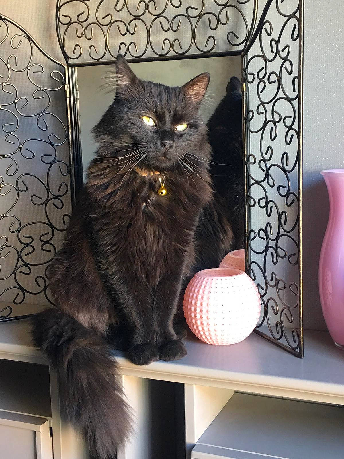 Moka participe au concours pour gagner de l'argent avec cette photo : black_cat, bookcase, carnivore, cat, domestic_short_haired_cat, felidae, font, fur, grey, home_accessories, illustration, pattern, porcelain, room, serveware, shelf, shelving, small_to_medium_sized_cats, tail, whiskers