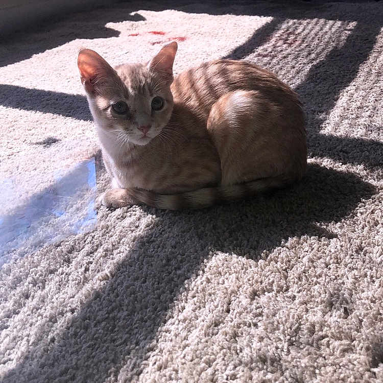 Creamsicle