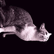 Hotdog is registered to the contest to win money with this photo: cat, animal, pet, feline, white_chest, looking_sideways, dark_background, grainy, profile_view, fur, whiskers, ears, mystery, moody, portrait, domestic_cat, quiet, still_life, closeup, indoor