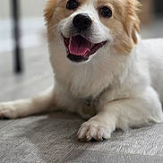 Lizzy joined the competition — help win amazing prizes! dog, pet, happy, smiling, fluffy, fur, indoor, floor, canine, cute, animal, laying, portrait, friendly, domestic_animal, mammal, tongue_out, white, brown, companion