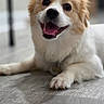 dog, pet, happy, smiling, fluffy, fur, indoor, floor, canine, cute, animal, laying, portrait, friendly, domestic_animal, mammal, tongue_out, white, brown, companion