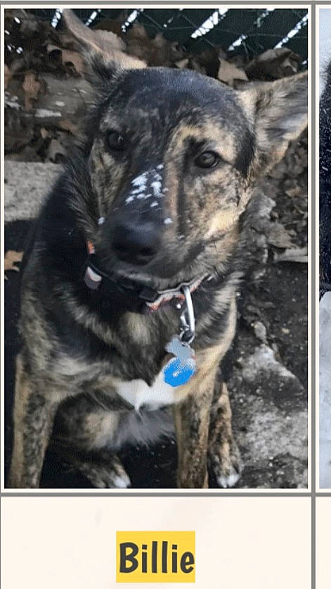 Billie joined the competition — help win amazing prizes! ancient_dog_breeds, canidae, carnivore, collar, companion_dog, dog, dog_breed, dog_collar, fur, guard_dog, herding_dog, leash, rectangle, snout, sporting_group, street_dog, terrestrial_animal, whiskers, working_animal, working_dog